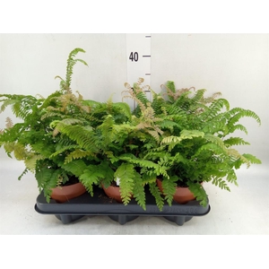 Adiantum hispi. 'Bronze Venus'