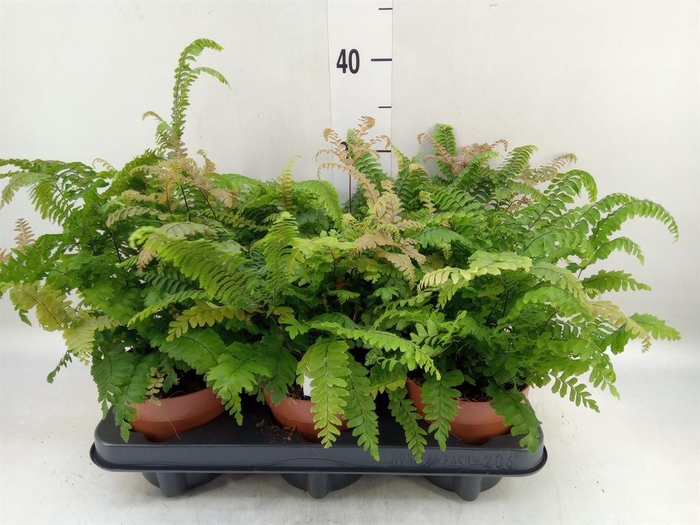 <h4>Adiantum hispi. 'Bronze Venus'</h4>