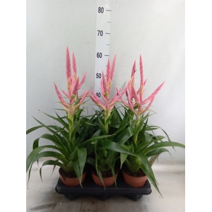 Tillandsia  'Dolce'