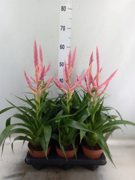 <h4>Tillandsia  'Dolce'</h4>