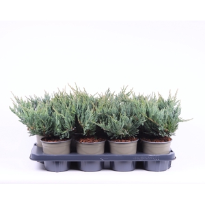 Juniperus horizontalis 'Blue Chip'