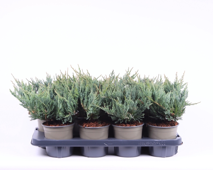 <h4>Juniperus horizontalis 'Blue Chip'</h4>