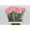 Dianthus St Coralie