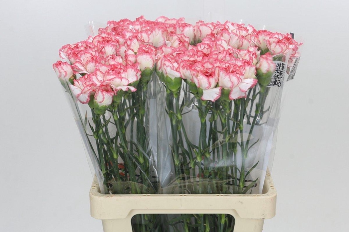<h4>Dianthus St Coralie</h4>