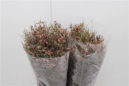 <h4>Ginsterbes Rood</h4>