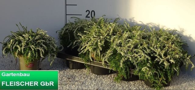 <h4>CALLU G G RASTA WHITE</h4>