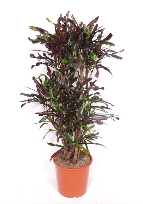 <h4>Codiaeum Curly "dark" (Croton)</h4>