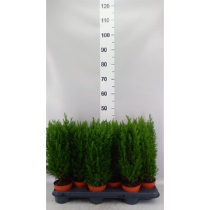 Chamaecyparis laws. 'Ellwoodii'