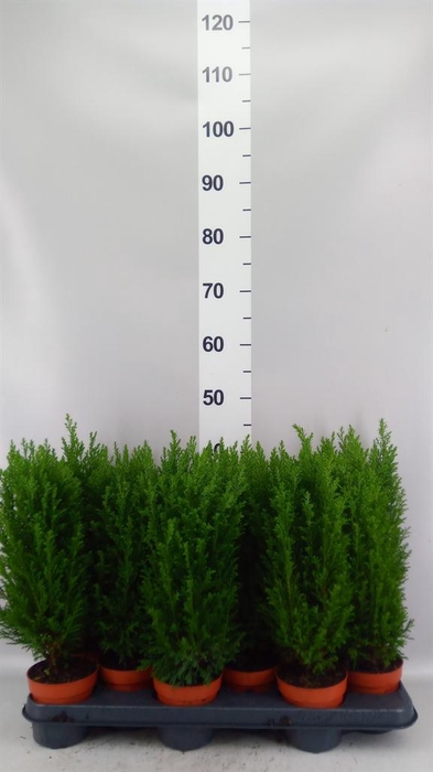 Chamaecyparis laws. 'Ellwoodii'