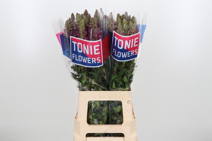 <h4>Antirrhinum M Red</h4>