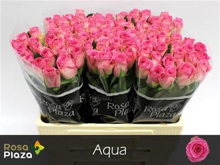 R Gr Aqua!
