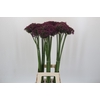 Allium Cherry