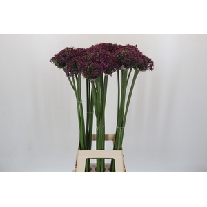 Allium Cherry