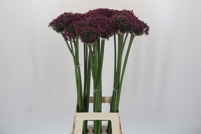 <h4>Allium Cherry</h4>