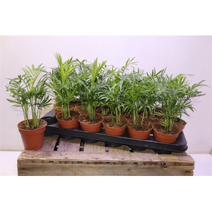 arr8 Chamaed Elegans