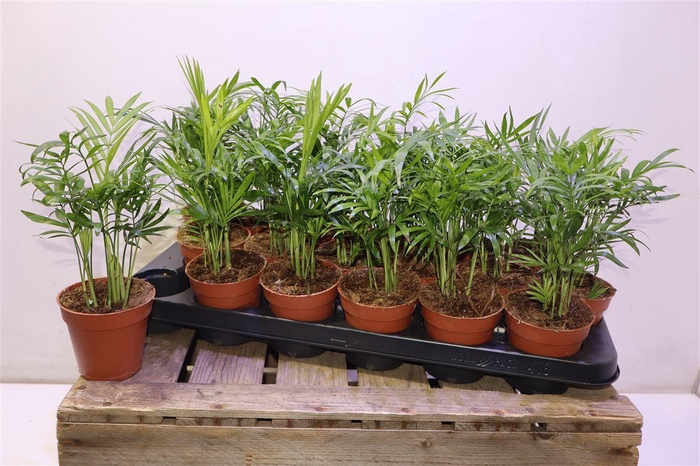 <h4>arr8 Chamaed Elegans</h4>