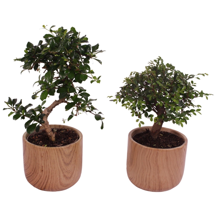 <h4>Bonsai Indoor Mix Ø12cm Mix B/S Shape in Ø14cm Ceramic NT565</h4>