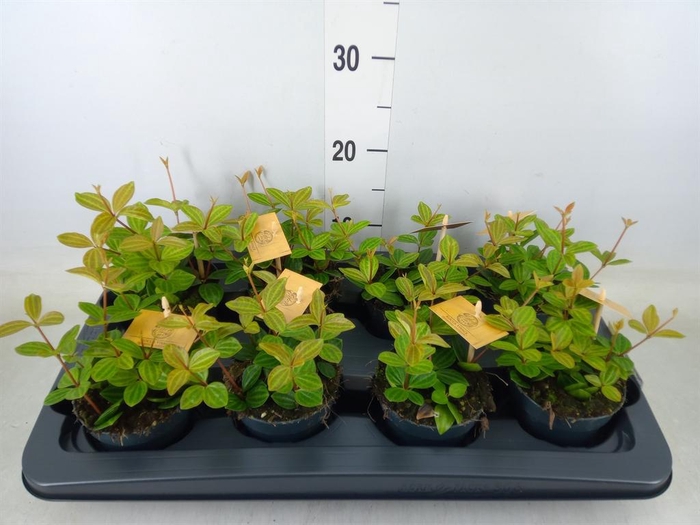 <h4>Peperomia angulata</h4>