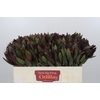 Leucadendron Saf Sunset Dark Red