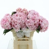 Hydr M Verena Pink Premium 60-18
