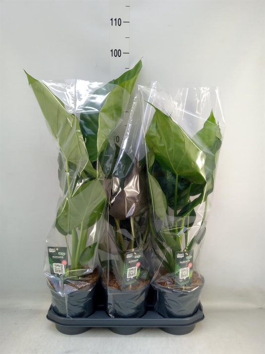 <h4>Alocasia ...</h4>