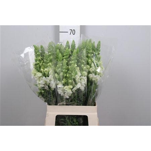 Antir Poto Earl Whit