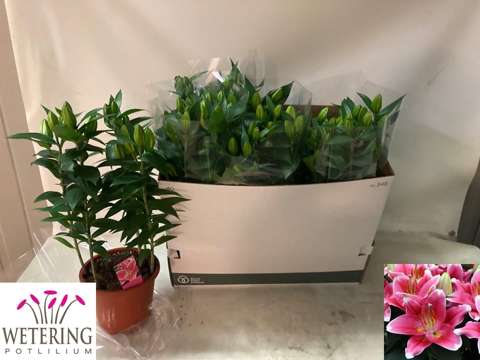 <h4>LIL OR SUNNY ROBYN</h4>