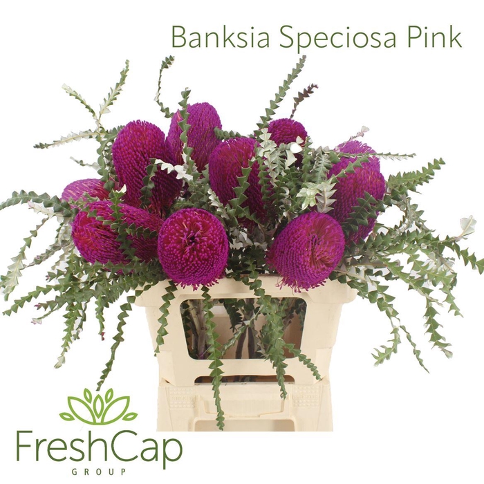<h4>Banksia Speciosa Pink</h4>