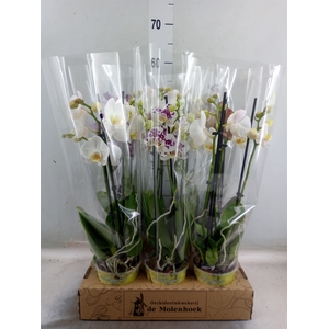 Phalaenopsis   ...mix  4
