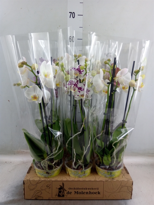 <h4>Phalaenopsis   ...mix  4</h4>