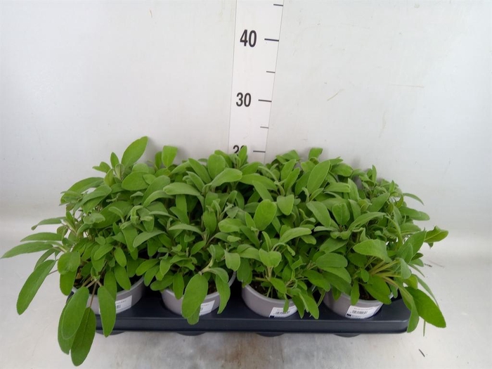 <h4>Salvia officinalis</h4>