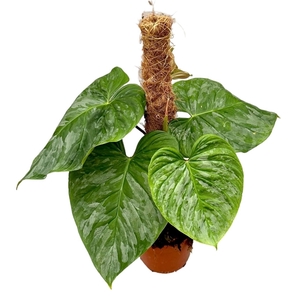 Philodendron Majestic mosstok