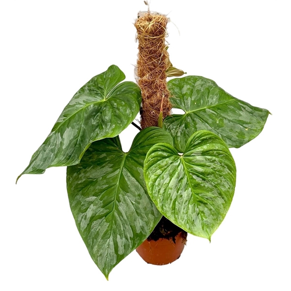 <h4>Philodendron Majestic mosstok</h4>