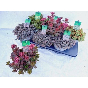 SEDUM GEM