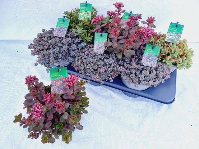 <h4>SEDUM GEM</h4>