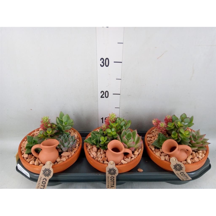 <h4>Arr.  Succulents L%</h4>