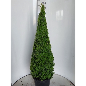 Buxus sempervirens piramide 130