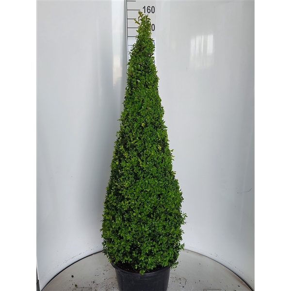 <h4>Buxus sempervirens piramide 130</h4>