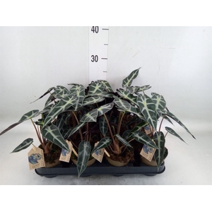 Alocasia   ...