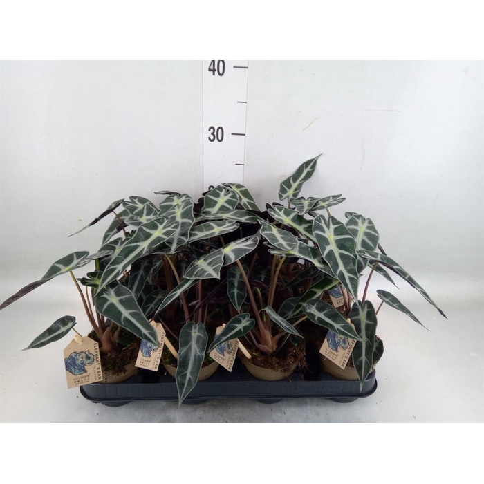 <h4>Alocasia   ...</h4>