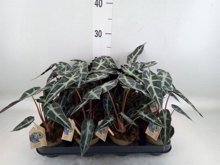 <h4>Alocasia   ...</h4>