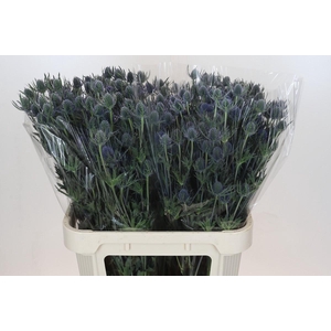 Eryngium Blue Dynamite