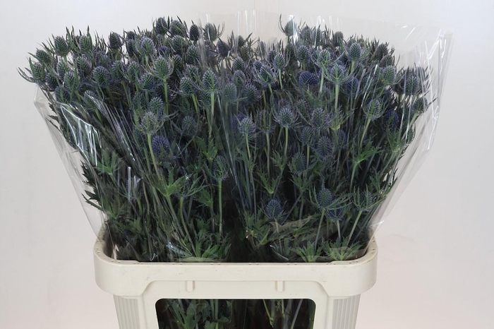 <h4>Eryngium Blue Dynamite</h4>