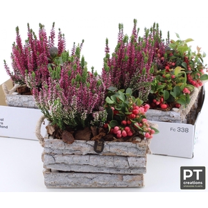 ARR TUINPLANTEN
