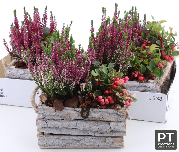 <h4>ARR TUINPLANTEN</h4>