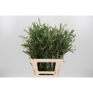Grevilea Ivanhoe Groen