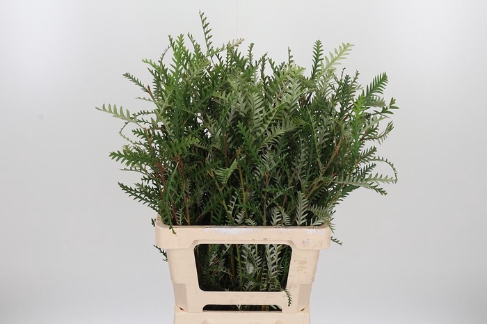 <h4>Grevilea Ivanhoe Groen</h4>