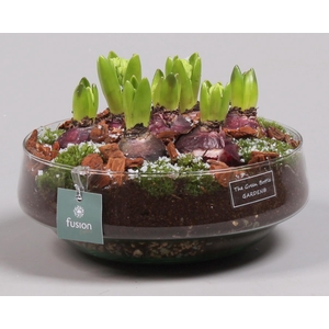 Green Bottle Iris Large met Hyacinten