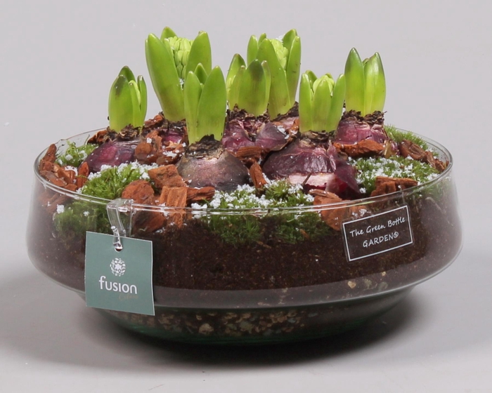 <h4>Green Bottle Iris Large met Hyacinten</h4>