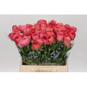 Ranunculus Clooney Fragolino Extra